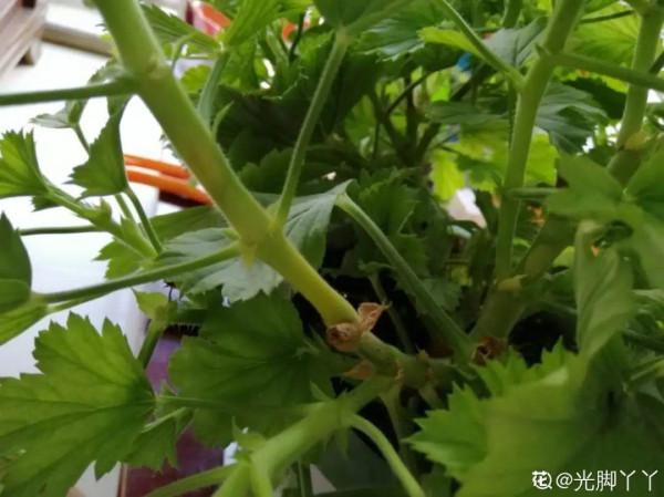 冬天6類花，葉片和花苞別噴水，一噴就爛了