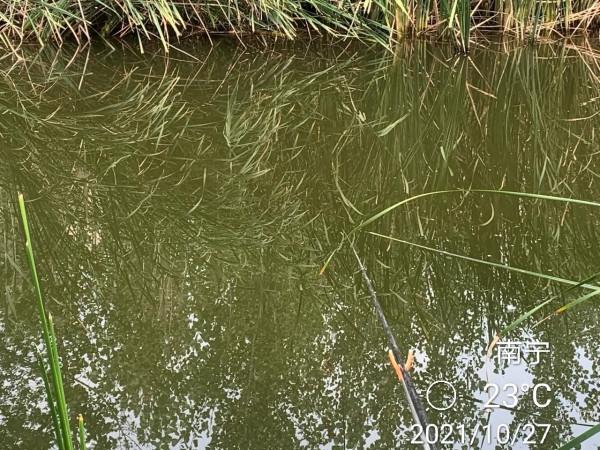 小河溝板鯽狂口，可能是餌料味型和調漂都對了？