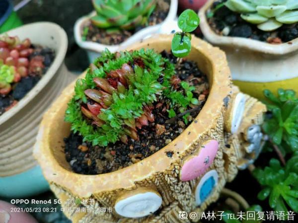 多肉盆裡有蟲子，用點小白藥，蟲子很快沒有了