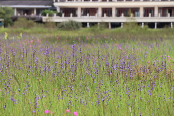 科普小知識丨北海溼地生物多樣性科普:山梗菜 科普小知識丨北海溼地生物多樣性科普:山梗菜