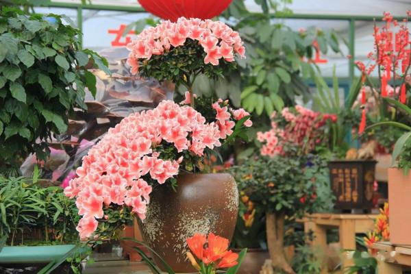 12月了，家裡養這些“年宵花”，株型美觀、花色豔麗，還十分喜慶