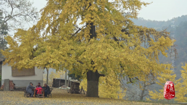 銀杏樹下的生活什麼樣？來&OpenCurlyDoubleQuote;中華銀杏第一村&rdquo;瞧瞧