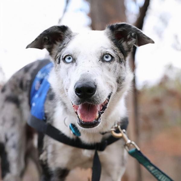 從被遺棄到當英雄，澳洲這隻狗狗，在大火中救下100多隻考拉