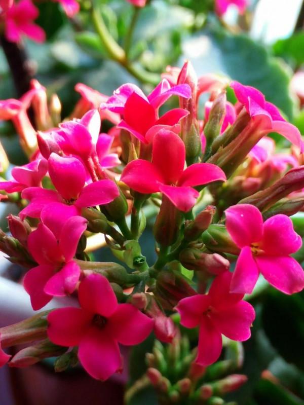 分享圖片&mdash;&mdash;長壽花寓意深遠