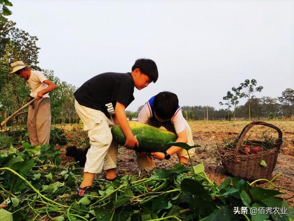 農村老人街頭賣菜30年,琢磨出做生意“捷徑”,每個行業都有竅門 農村老人街頭賣菜30年,琢磨出做生意“捷徑”,每個行業都有竅門