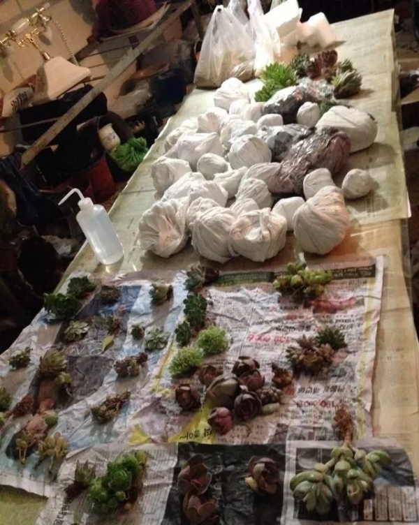 4年時間，靠一腔熱誠打造多肉花園