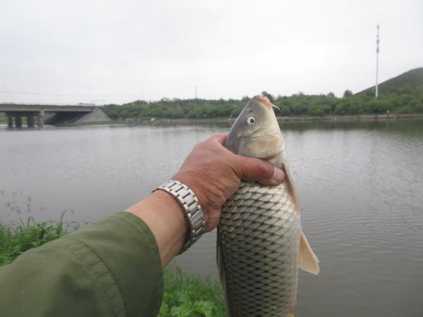50多年的釣魚史教會我,小鉤簡餌也能釣到大魚 50多年的釣魚史教會我,小鉤簡餌也能釣到大魚