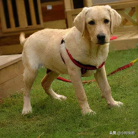 養金毛還是養拉布拉多犬？看完你就知道該如何選擇