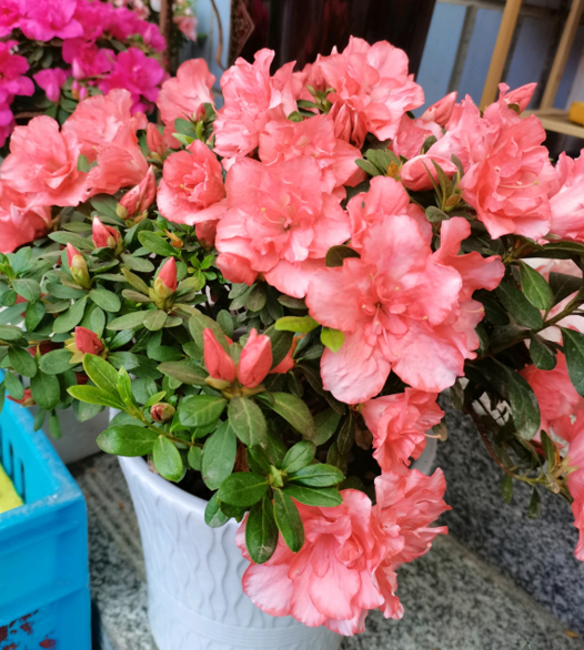 8種常見花，天生喜&OpenCurlyDoubleQuote;醋水&rdquo;，一月一杯醋，營養旺，開花棒