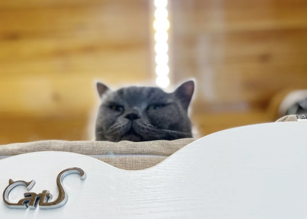 辛丑年末的冬天，是寶藍色