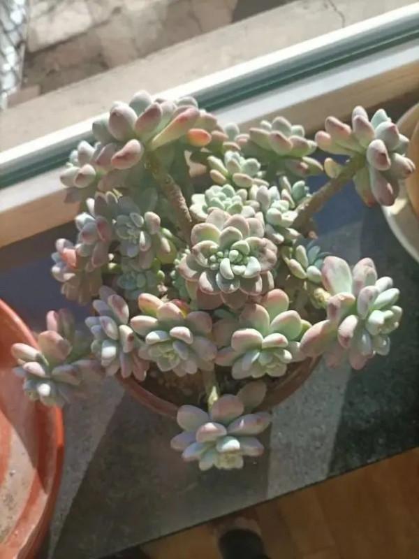 多肉，屬於我的小美好！願所有人的愛好都能被溫柔以待