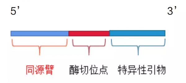 乾貨 | 重組克隆總連不上，我emo了