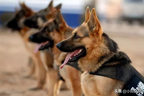 盤點最讓人崩潰的6種狗狗，哈士奇毫無懸念排第一！哈哈