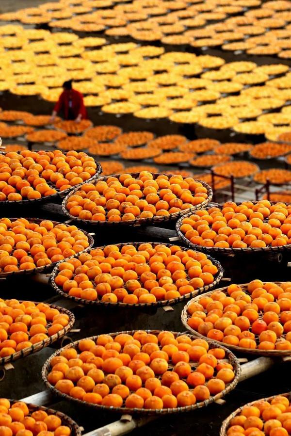 557億斤！中國&OpenCurlyDoubleQuote;水果王國&rdquo;，為什麼是廣西？