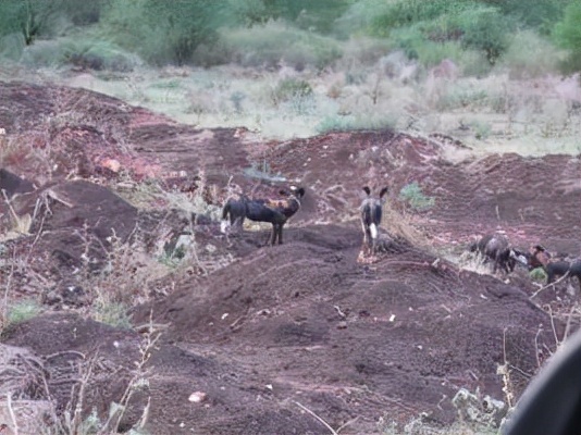 常聽到但不常能看到的動物——豺