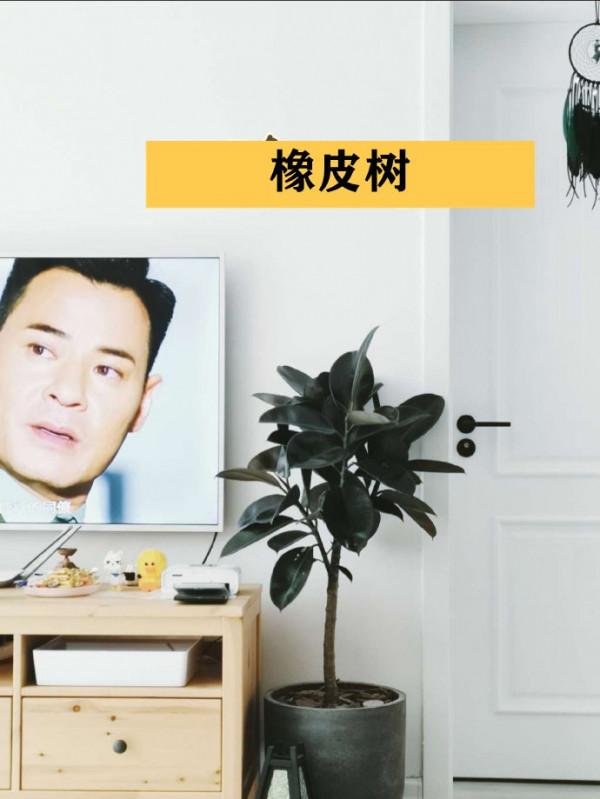 客廳裡差了點意思，可能不是裝修不好，而是你缺這9種綠植做點綴