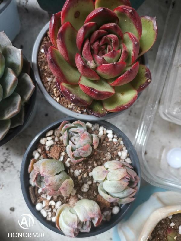 多肉小白一枚，今天又種了十多盆，有朋友知道叫什麼名字嗎？