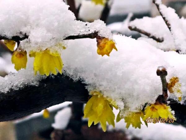 北京香山臥佛寺歷年臘梅綻放圖片欣賞