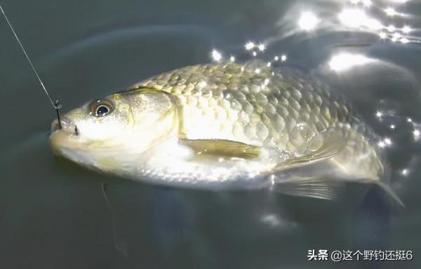 冬季深水釣鯽魚，“魚離底”現象不容忽視，浮漂一定要調出目數