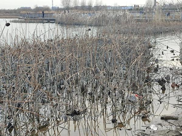 永年洛湖公園殘荷