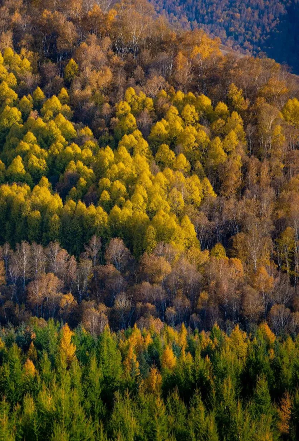 層林盡染的黃崗梁,許你一個秋天的童話 層林盡染的黃崗梁,許你一個秋天的童話