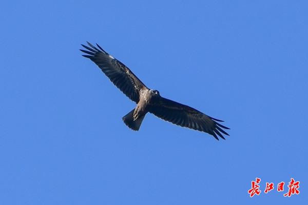 沉湖溼地萬鳥翱翔