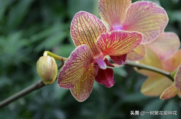 6種北方不適合養的花卉，環境、技術不到位容易死