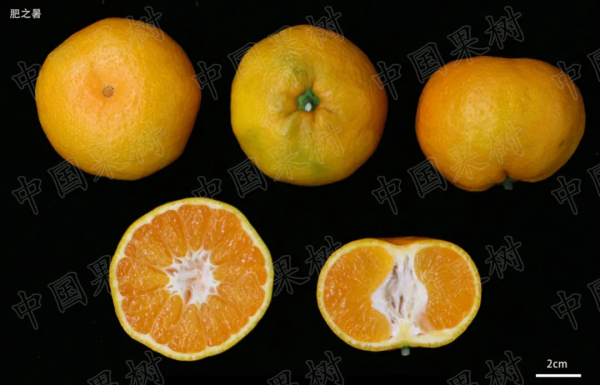 2021年中國柑橘產業報告