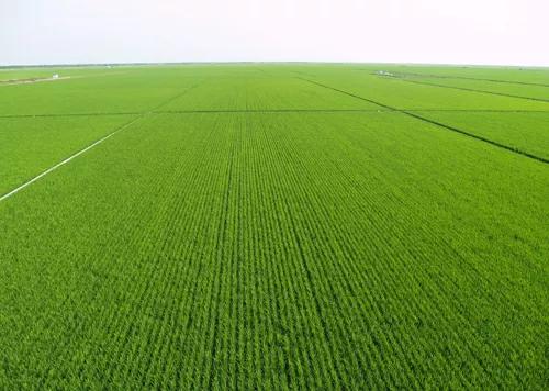 農業生產，是人民公社體制好，還是土地承包責任制好？