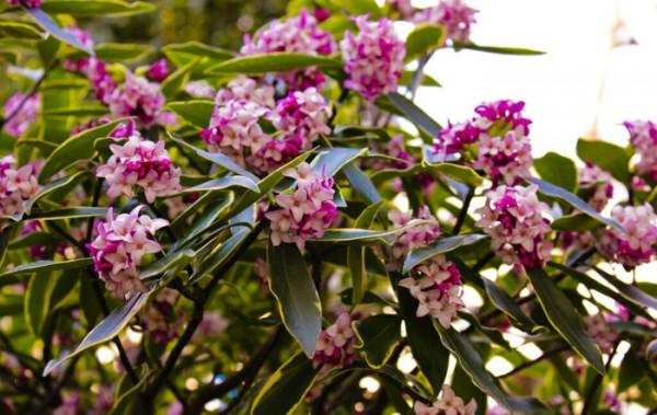 20種年宵花,高階又大氣,吉祥還旺財,現在買最便宜 20種年宵花,高階又大氣,吉祥還旺財,現在買最便宜