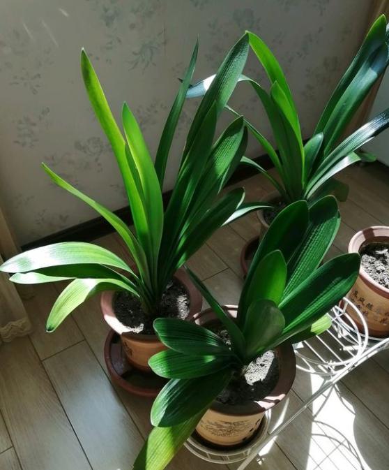 5種“漂亮花”,別隨便曬太陽,曬得越多,開花越少,別弄反了 5種“漂亮花”,別隨便曬太陽,曬得越多,開花越少,別弄反了