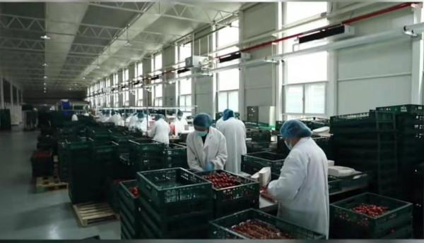 佔地9萬平方米投資2.1億的“豪橫”大棚,番茄長到20米,你見過嗎 佔地9萬平方米投資2.1億的“豪橫”大棚,番茄長到20米,你見過嗎