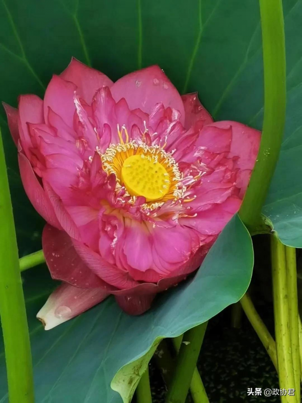 竹對芙蕖兩相幽——唐建荷花寫生 竹對芙蕖兩相幽——唐建荷花寫生