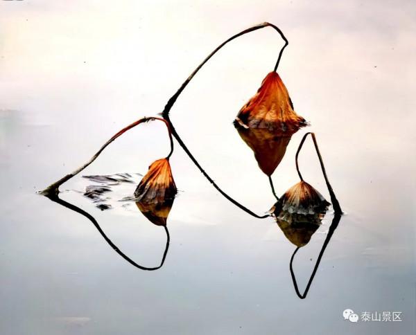 泰山腳下賞殘荷之美