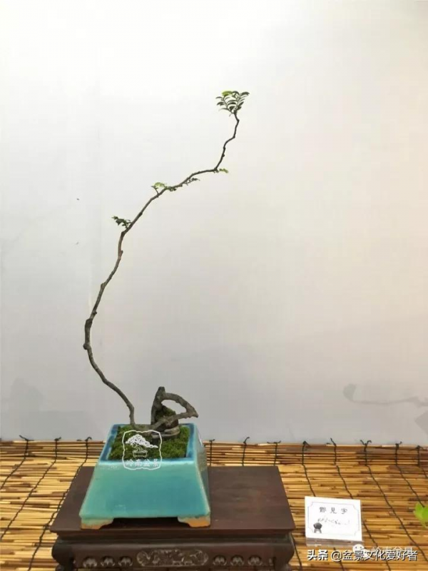 最高水準的素仁格盆景藝術，值得收藏