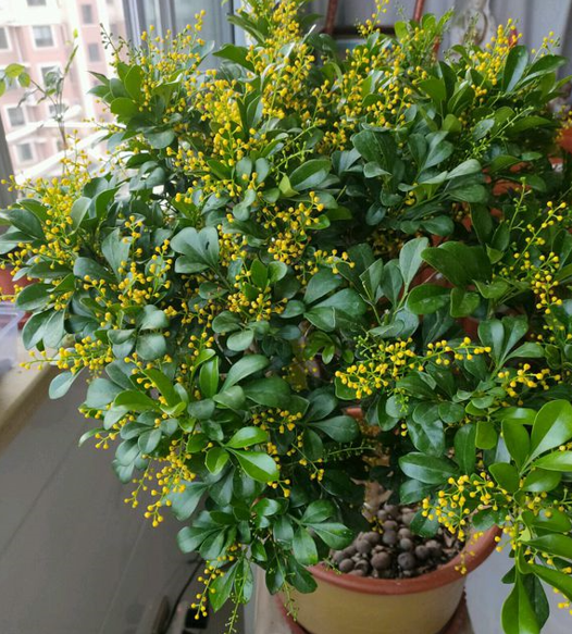 8種常見花，天生喜&OpenCurlyDoubleQuote;醋水&rdquo;，一月一杯醋，營養旺，開花棒