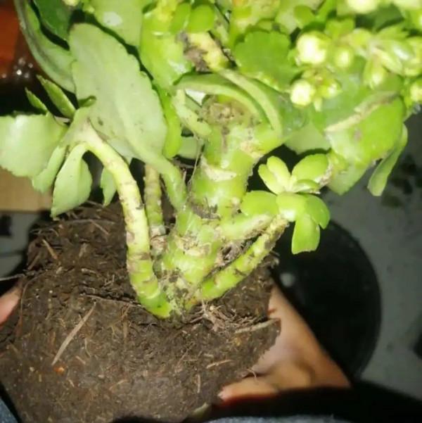 10種花得窮養,盆越小、水越少,越長得旺 10種花得窮養,盆越小、水越少,越長得旺