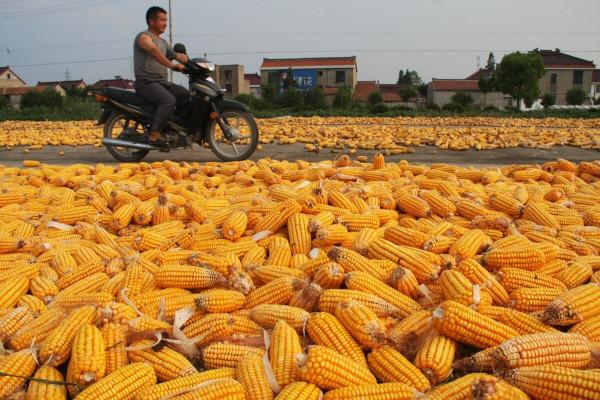 牆倒眾人推，破鼓萬人錘，玉米價格全面下跌！12月30日玉米價格