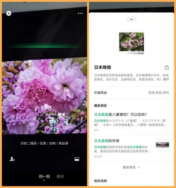 微信掃一掃開啟“識物”功能了!除了掃碼還可以識萬物,太好玩了 微信掃一掃開啟“識物”功能了!除了掃碼還可以識萬物,太好玩了