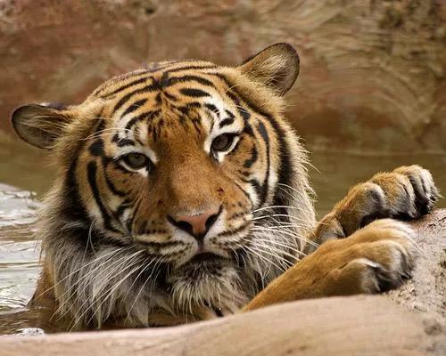 虎的九個亞種你都知道了麼