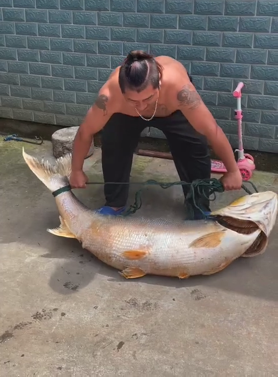 1.3米長水老虎被困小水塘,被人釣起時已瘦脫了形,網友:太慘了 1.3米長水老虎被困小水塘,被人釣起時已瘦脫了形,網友:太慘了