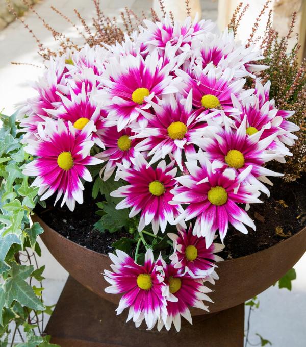 鮮切花中的“5美人”，都可以盆栽養殖，養好了，鮮花自由