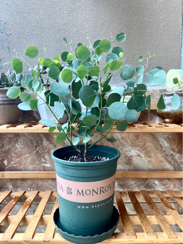 1種花名叫“心葉球蘭”,超耐陰還能爬藤,開花滿屋子香味 1種花名叫“心葉球蘭”,超耐陰還能爬藤,開花滿屋子香味