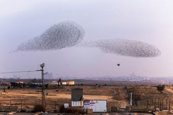以色列椋鳥遷徙景象壯觀 成千上萬變幻各種隊形