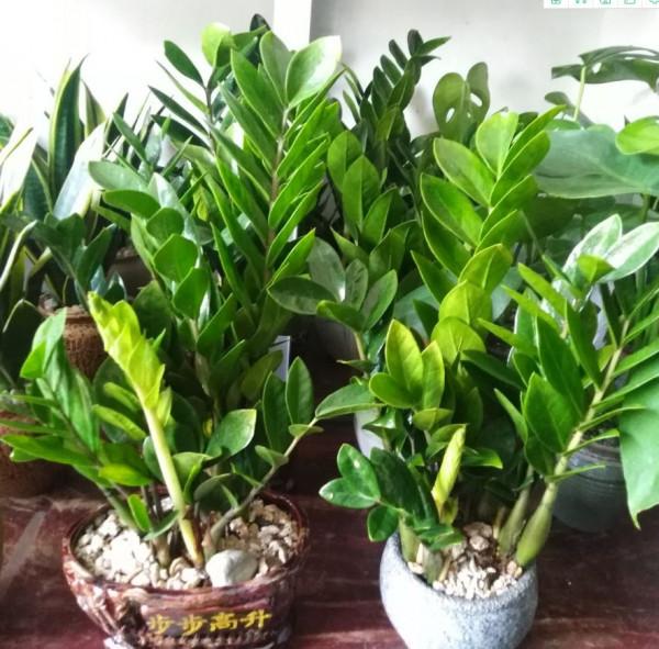 “家裡有棵樹，代代都富有”！室內養樹，建議從這9種裡面選