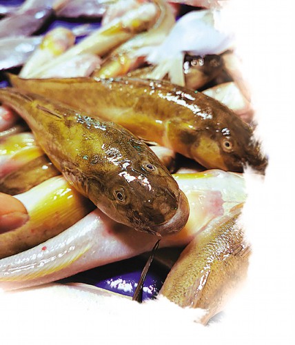 胖頭魚是短命鬼有什麼致命弱點? 胖頭魚是短命鬼有什麼致命弱點?