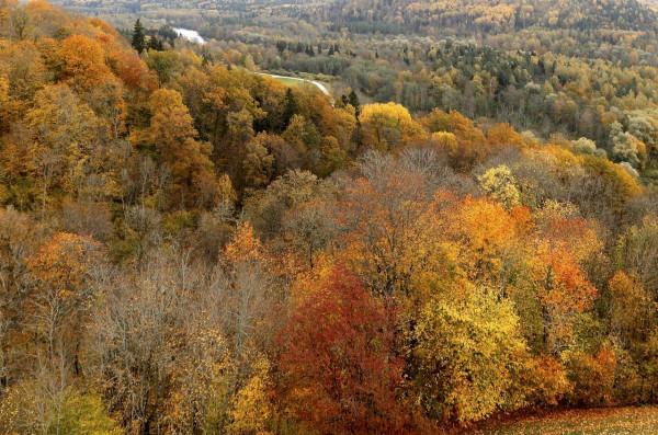 金燦燦的秋季 金燦燦的秋季