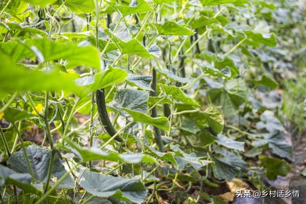 茄子黃瓜有瓢蟲易早衰,試試這兩方法,不招蟲還能加倍增產 茄子黃瓜有瓢蟲易早衰,試試這兩方法,不招蟲還能加倍增產