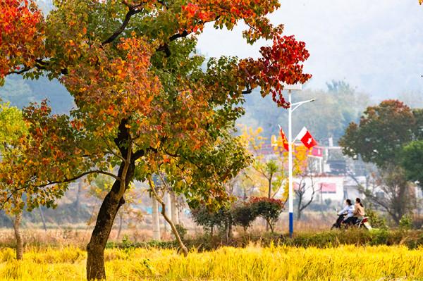 終於等來了!“紅軍村”裡烏桕紅,中國最美烏桕谷裡羅城又熱鬧了 終於等來了!“紅軍村”裡烏桕紅,中國最美烏桕谷裡羅城又熱鬧了