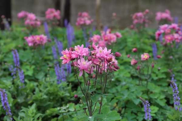 想要春日花園更多彩，不能少了它們
